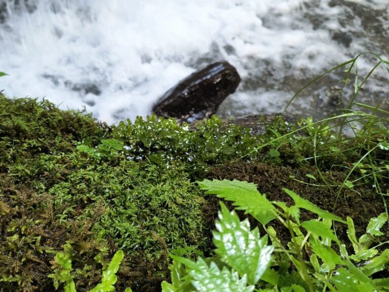 水辺の岩に広がる苔とシダ