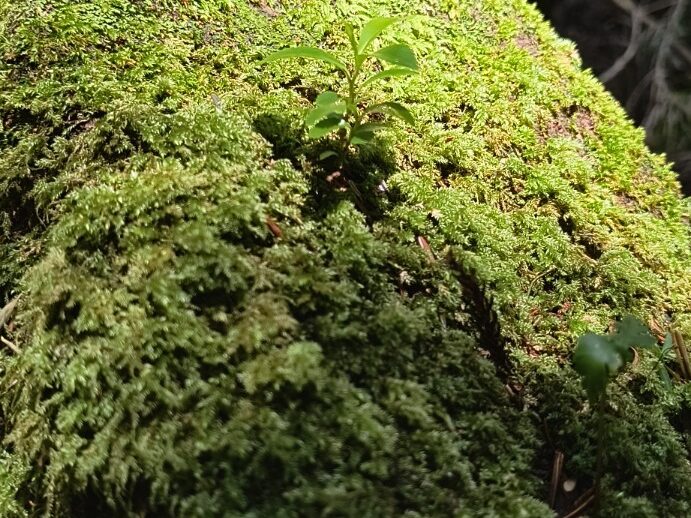 苔むした倒木から伸びる小さな草木