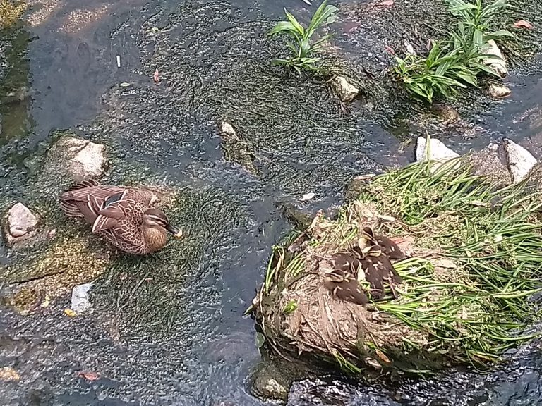川の中を泳ぐ親鳥とひな鳥たち