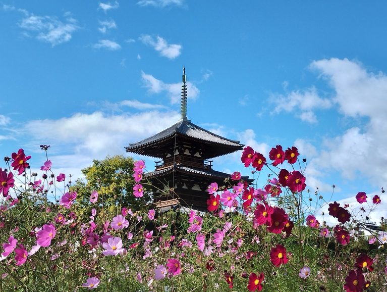 青空の下に咲くコスモスと塔