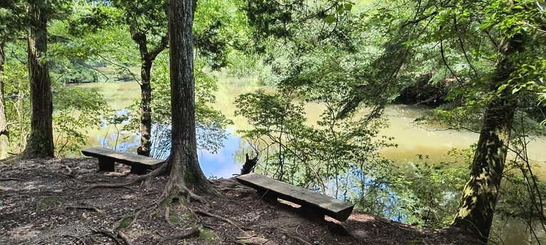 木立の中から池を望む二つのベンチ