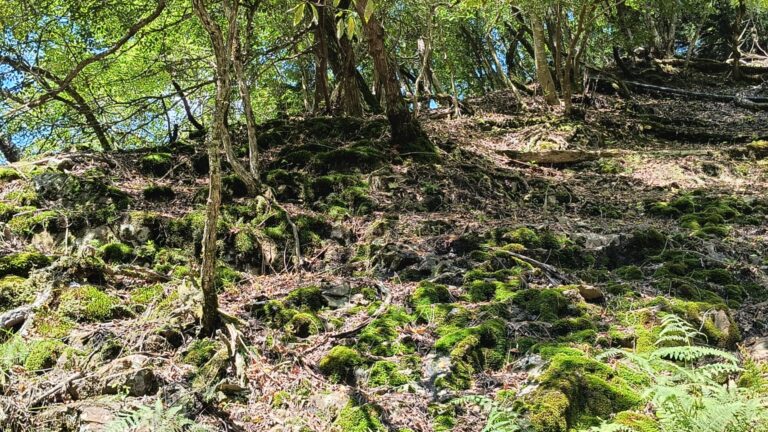 苔むした岩が広がる斜面と木々やシダ